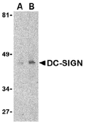 Antibody product image